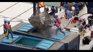2009 Tuna fleet unloading, Manta, Ecuador