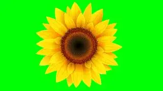 zoom in sunflower Green screen copyright free