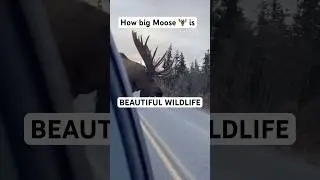 How big moose 🫎 is #canada #moose #bigboy #nature #nature