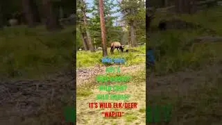 #nationalpark #park #river #mountains #learning #travelvlog #traveling #animals