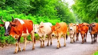 Hundreds of cute, tame cows looking for food in the forest, while heading towards the pen!!