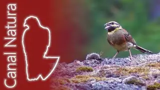 Escribano sote&ntilde;o (Emberiza cirlus) Cirl Bunting