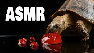 ASMR Turtle Eating Sounds | Relaxing Tortoise Mukbang