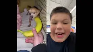 Whatever my Chihuahua is Mad he bites everything #chihuahua #funny #banana