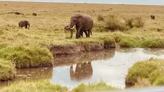 African elephants #kenya #lakenakuru #travelvlog #safari
