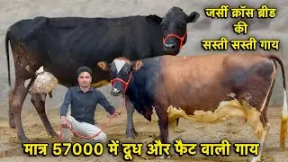 जर्सी क्रॉस ब्रीड की सस्ती सस्ती गाय👌57000 में ख़रीदो गाय,25 लीटर तक दूध👌Jersey Cross Breed Cows 