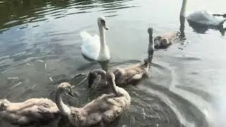 Feeding Time for Cygnets and Swans 21/7/24