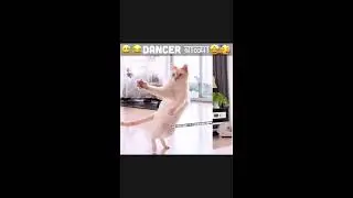 Too Sharp Dub Funny Cats Videos