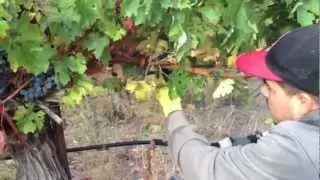Martin Ranch Winery  Harvest wrap up