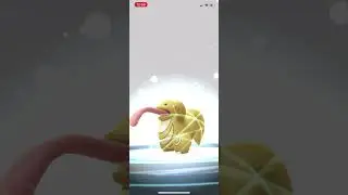 Shiny Lickitung Evolution to Lickilicky! #pokemon #shinypokemon #pokemongo #lickitung #glitter #gold