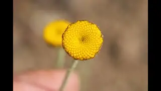Cota tinctoria var  discoidea