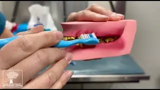 AFVC Pet Oral Health and How to Brush Your Pet's Teeth