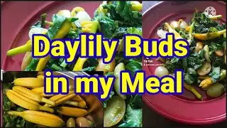 Edible Daylily Buds