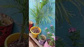#terracegarden #gardendesign #upcycling
