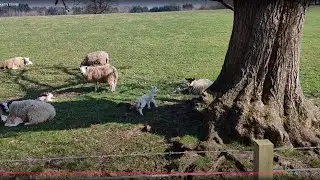 Visiting the lambs on a Scottish country estate