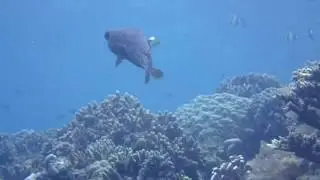 Manado - Diving at Bunaken