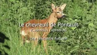 Le chevreuil de Pontault, une rencontre fortuite.