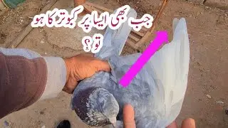 Lakhy Kuch nayaab breeder Kabotar || black teddy Kabotar @mistrikabotarclub 
