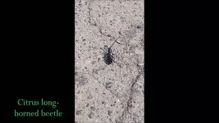 Citrus long-horned beetle (Anoplophora chinensis)