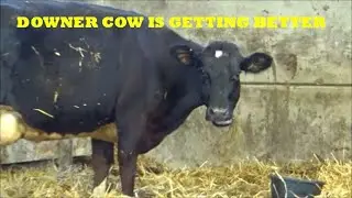 DOWNER COW IS GETTING BETTER