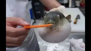 10 hours of silence occasionally broken by Pufferfish