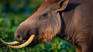 Facts About Babirusa
