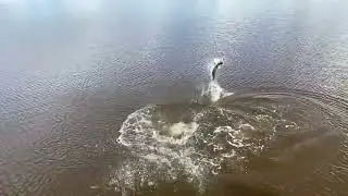 Everglades Fly Fishing Guide, Captain Ren Stanley of www.serenityflyfishing.com Tarpon on Fly