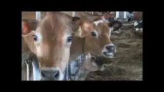 FOR KIDS -  Dairy Cow Breeds video