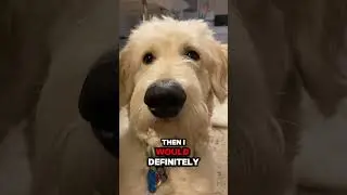 I ❤️ Animals #puppy #animalowner #yourdog #tiktok