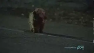 Tragic death of one plastic dog (Bates Motel)