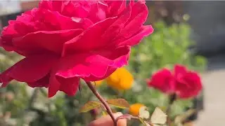 गुलाब पर बडे फूल कैसे आयेंगे ! Garden overview 2026