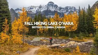 HIKING LAKE O'HARA IN A DAY // Epic hike in the CANADIAN ROCKIES hunting for larches