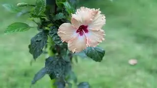 🌼 Malare Mounama – Phase 5 Garden Flowers & Kotagiri Vibes