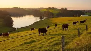 Hunter Valley Farm Life 🚜