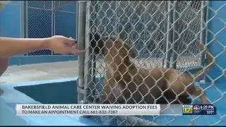 Bakersfield Animal Care Center waiving fees to reclaim pet or adopt new one