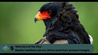 Raptor habitats across Africa and their present ranges