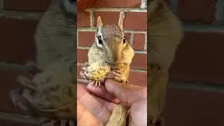 squirrel eats peanuts #facts #funny #animals