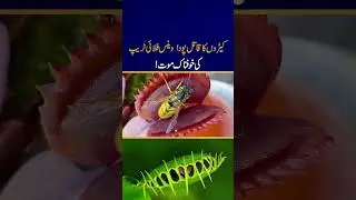 Deadly Plant Warrior: The Horrific Death Trap of the Venus Flytrap #youtubeshorts