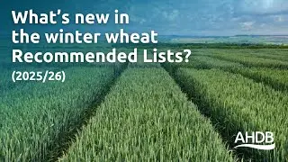 What&rsquo;s new in the winter wheat recommended lists (2025/26)? | AHDB