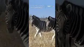 LOVE THY NATURE - LIEBE DEINE NATUR // PantaRay.TV