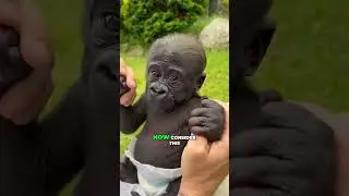 Gorilla vs Lion: Who Would Win in a Fight?