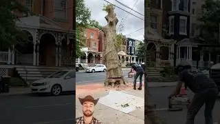 Different Tree Cutting Techniques in Action! #tree #treecutting #cuttingskills