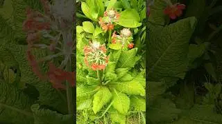 Candelabra primrose #gardening