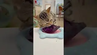 The Cat Eats Sweet Potatoes | Funny Cat 🐈 - Follow Me 🙏🏻