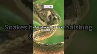 Snakes astonishing adaptation... #share #subscribe #shorts