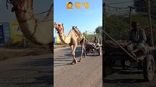 moma mara🐪 gadi laya 🙋🐫🐪#unt #camel #camelriding #shorts
