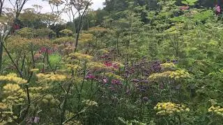 Pythouse kitchen gardens in August by Professional Artist Samantha Adams.