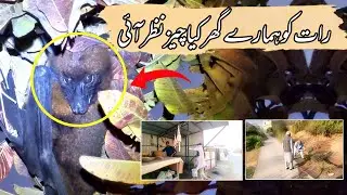 Raat Ko Hamare Ghar Kya Cheez Nazar Aayi | Village Vlog 