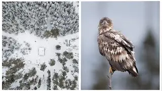 Winter in Sweden as a wildlife photographer