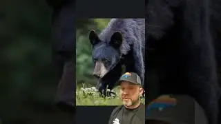Black Bear in Texas